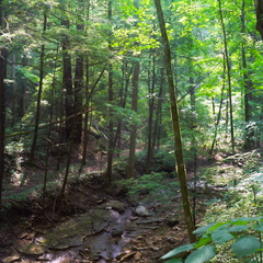 Red River Gorge, June 18, 2010